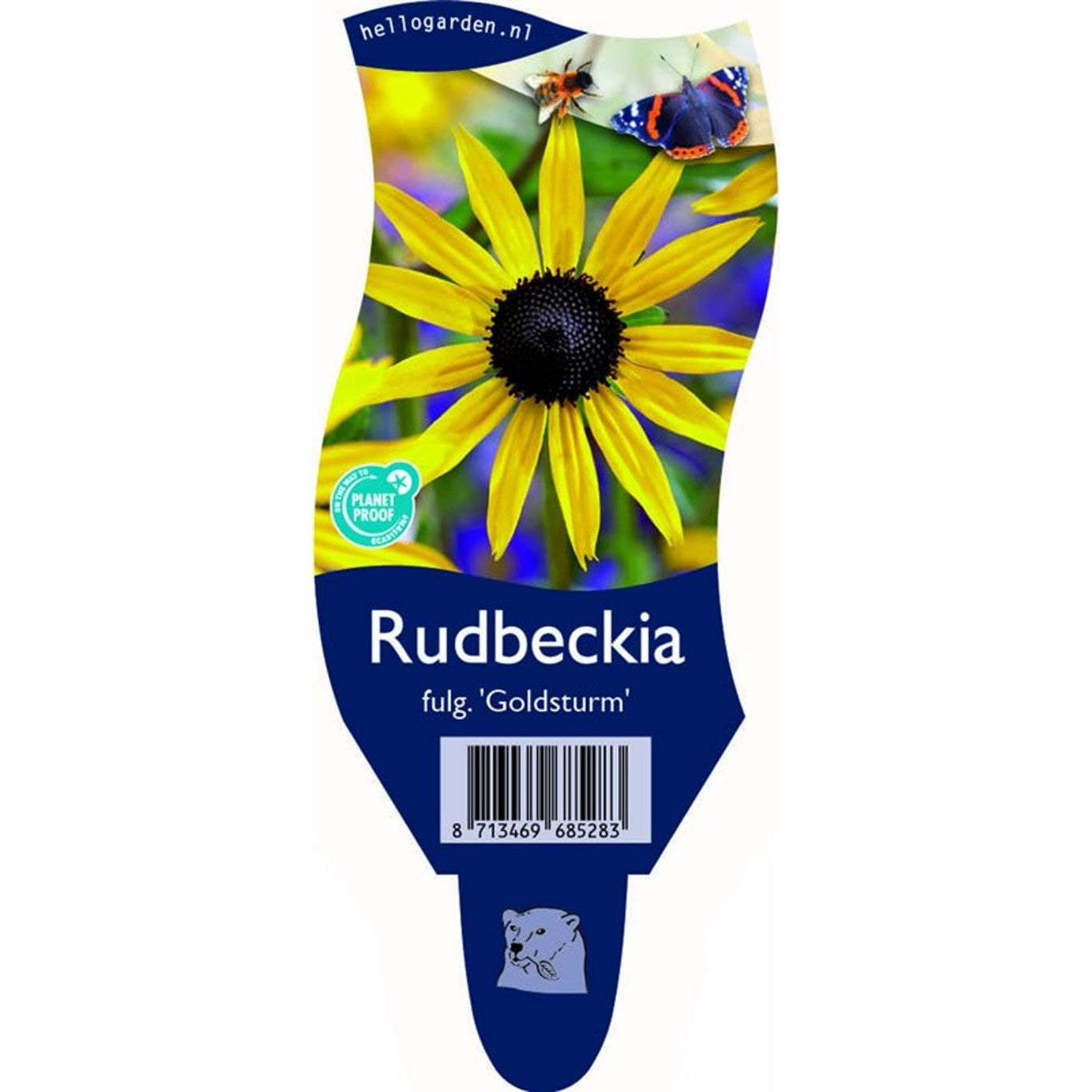 Strålrudbeckia – Rudbeckia fulgida 'Goldschirm' - P11